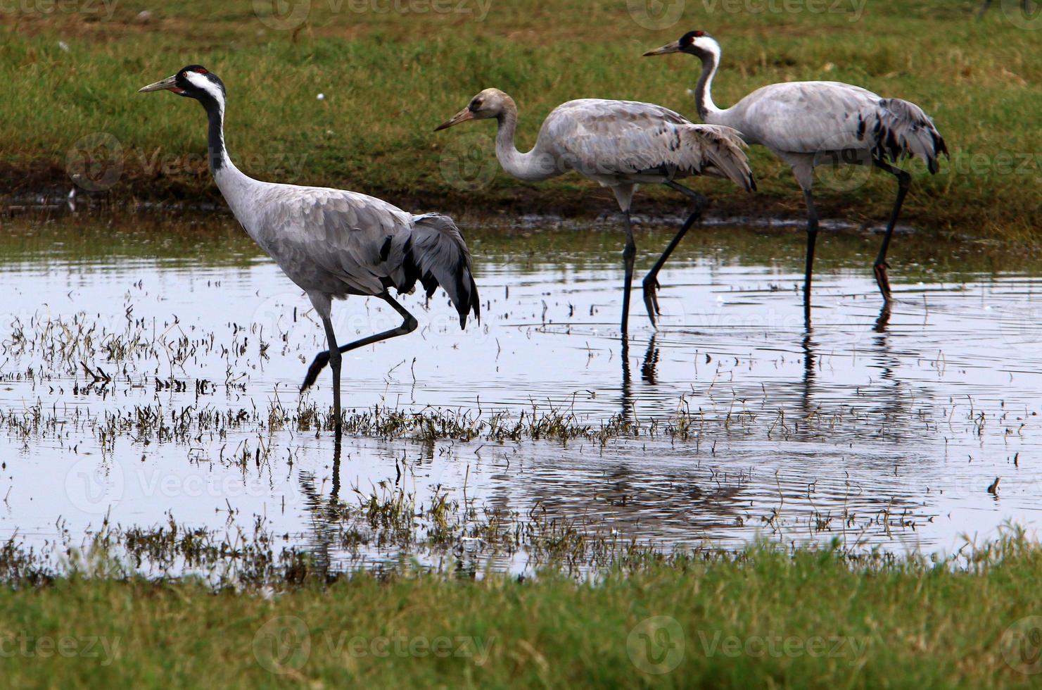 A large flock of cranes in the Hula nature reserve in northern Israel photo