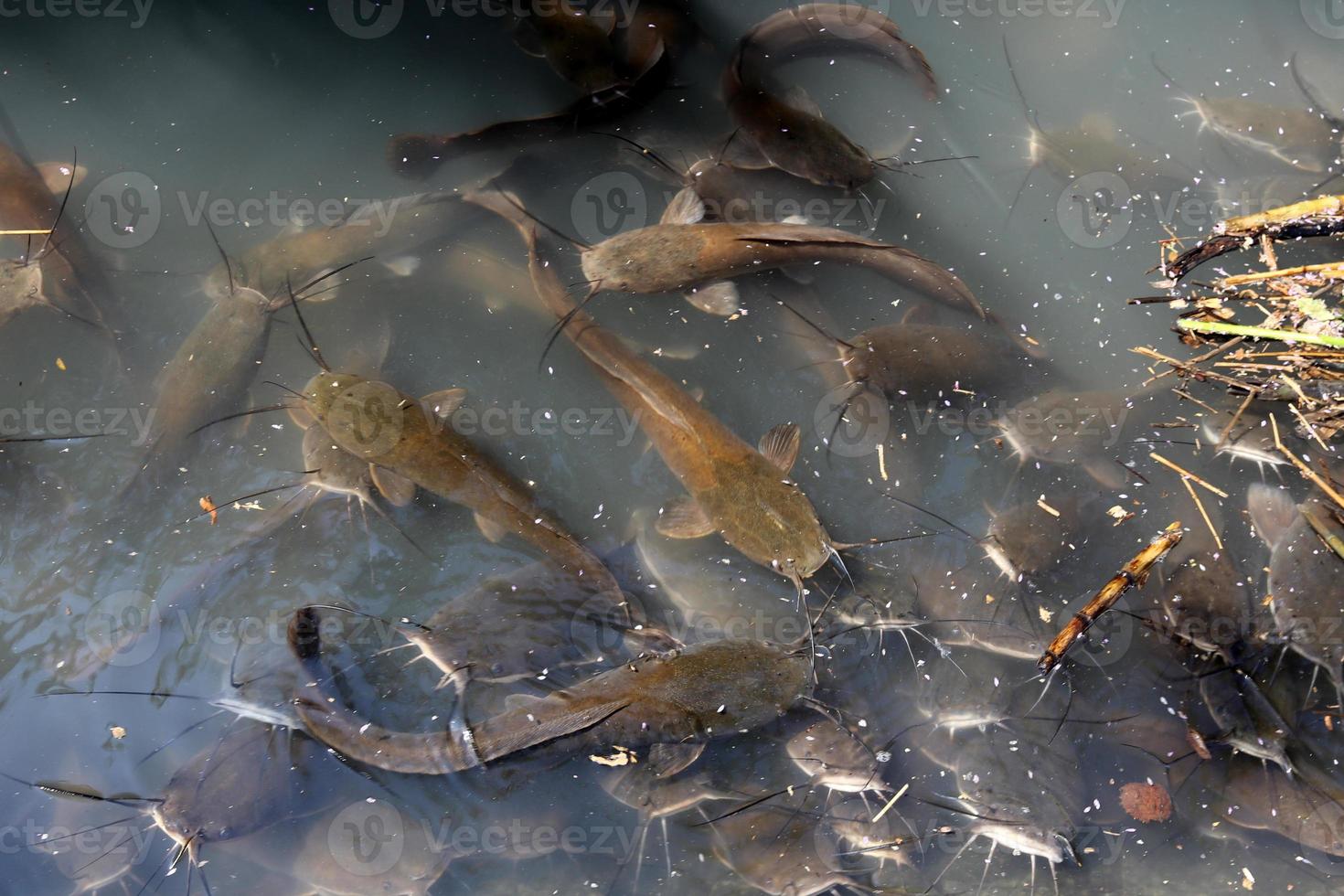 A lake in the north of Israel with huge catfish photo