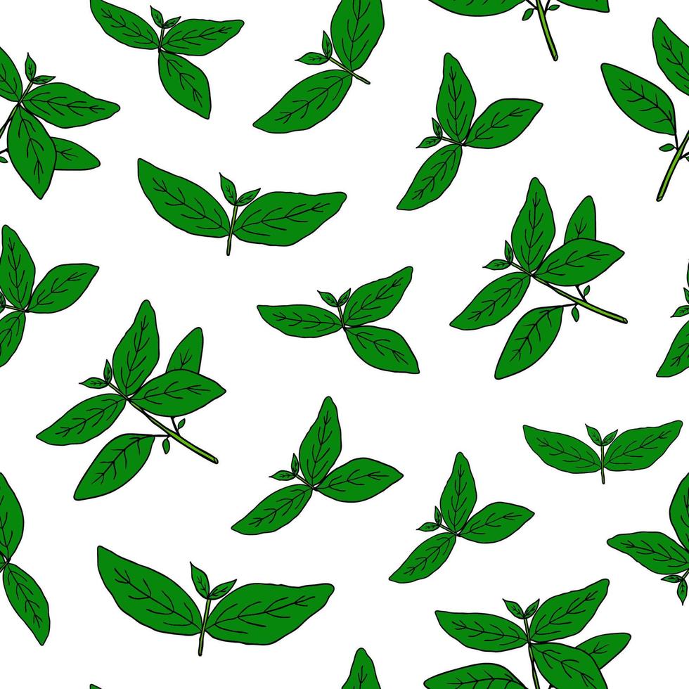 Seamless pattern with hand drawn green basil. vector