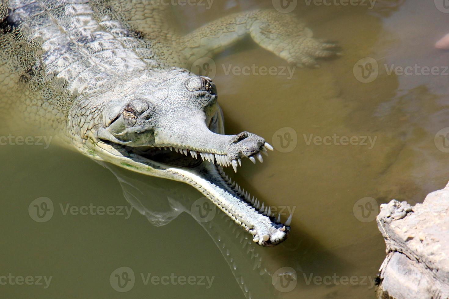 Large crocodiles in the Hamat - Gader nature reserve in northern Israel photo