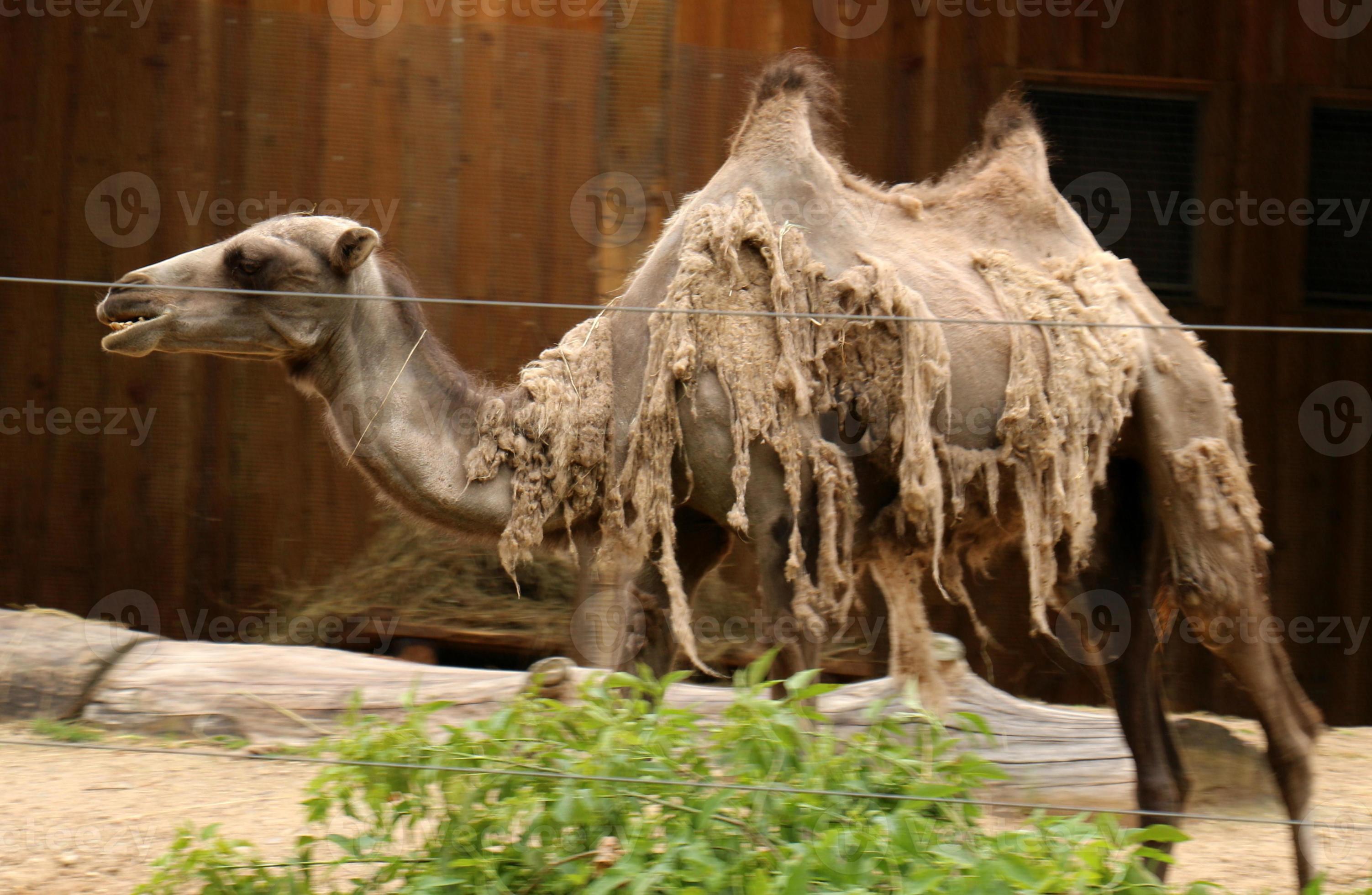 Bactrian camel lives in a zoo 9216306 Stock Photo at Vecteezy