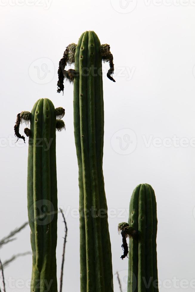 A large and prickly cactus grows in a city park photo
