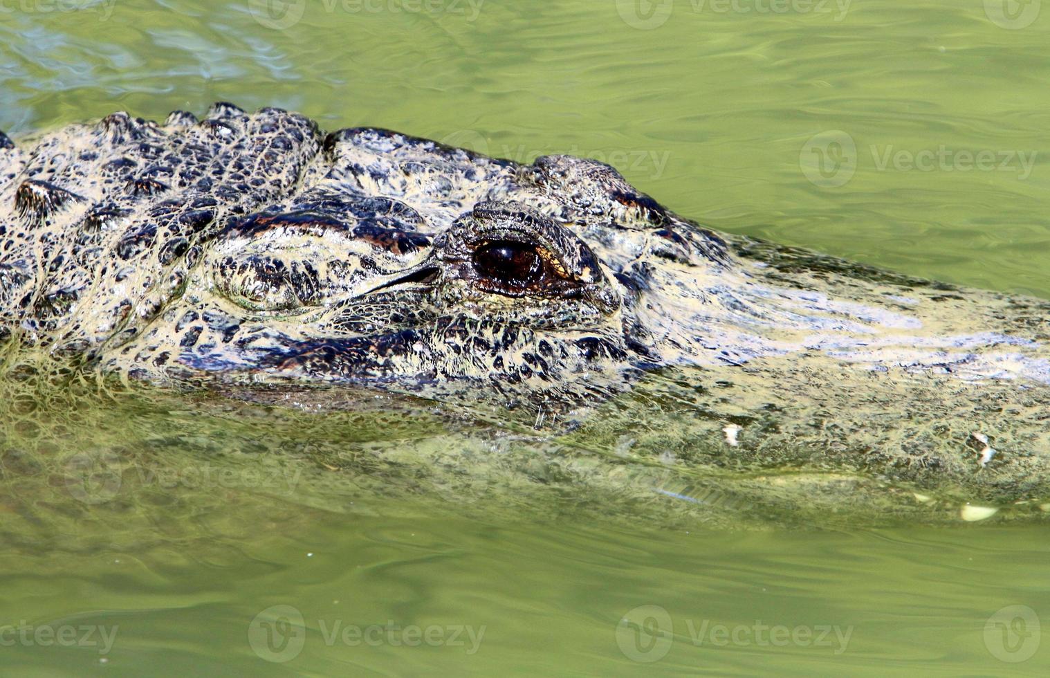 Large crocodiles in the Hamat - Gader nature reserve in northern Israel photo