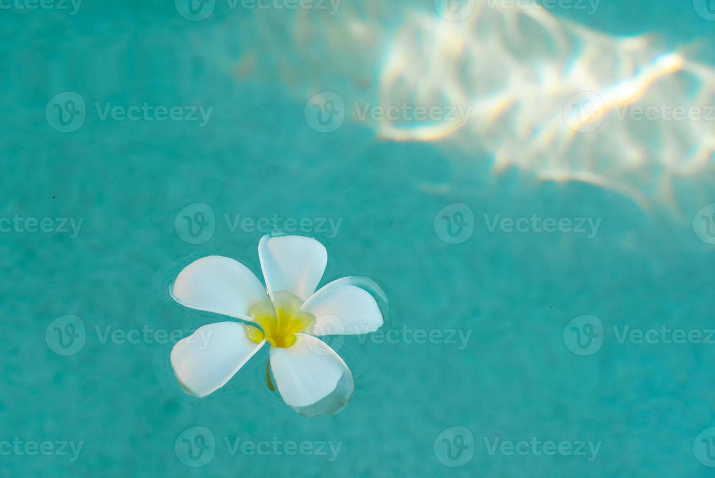 White Frangipani Flower Floating on Surface of Swimming Pool photo