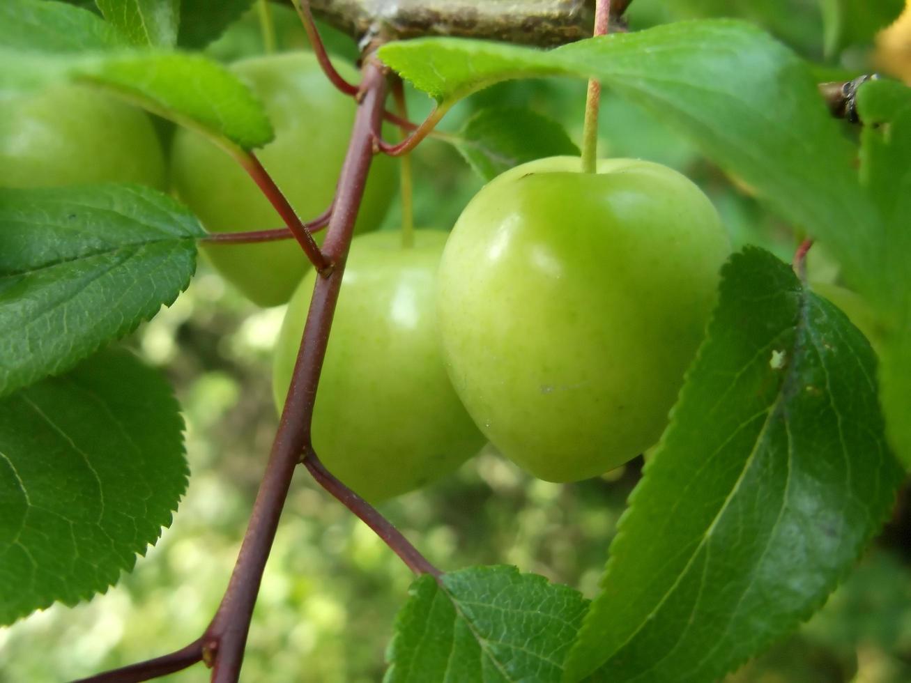 manzanas verdes en una rama foto