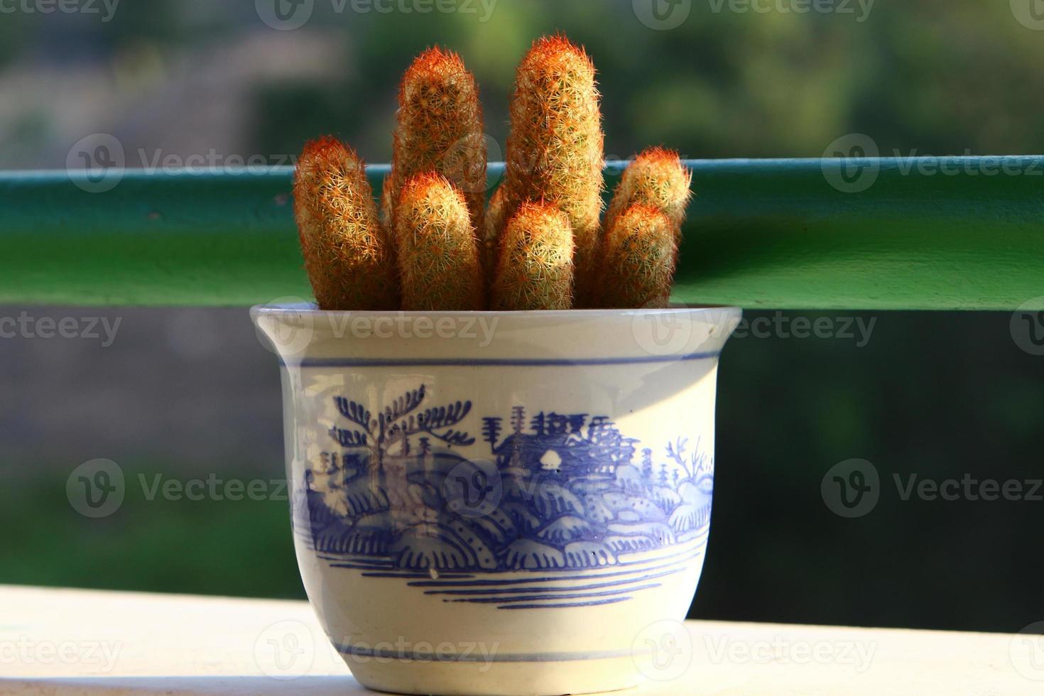 A small cactus grows in a flower pot photo