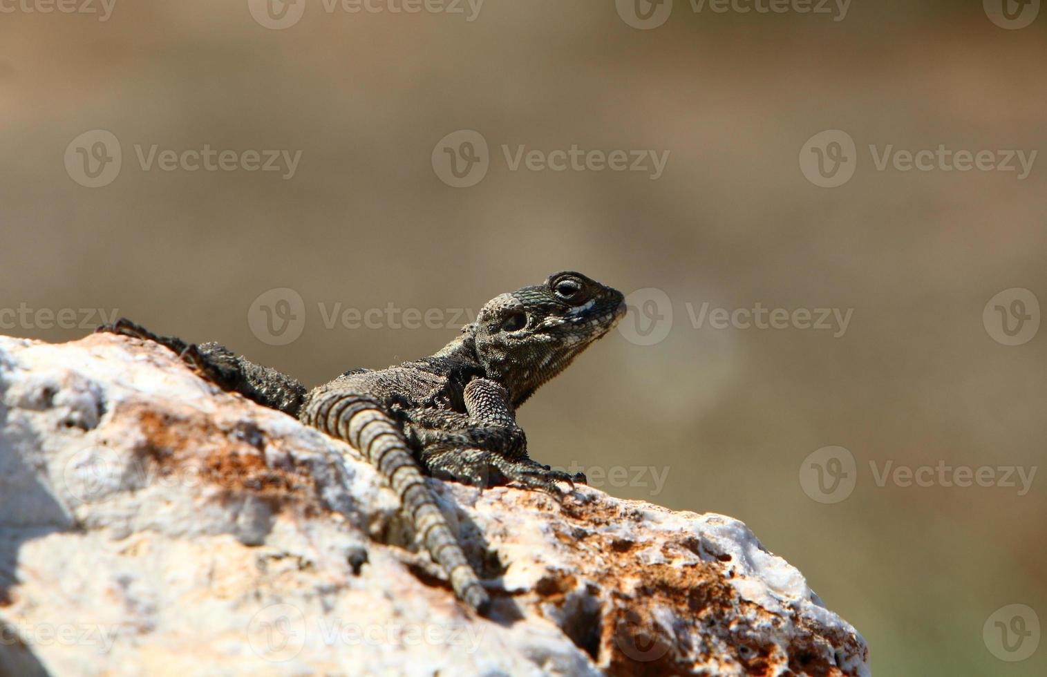 A lizard sits on a large stone in a city park photo