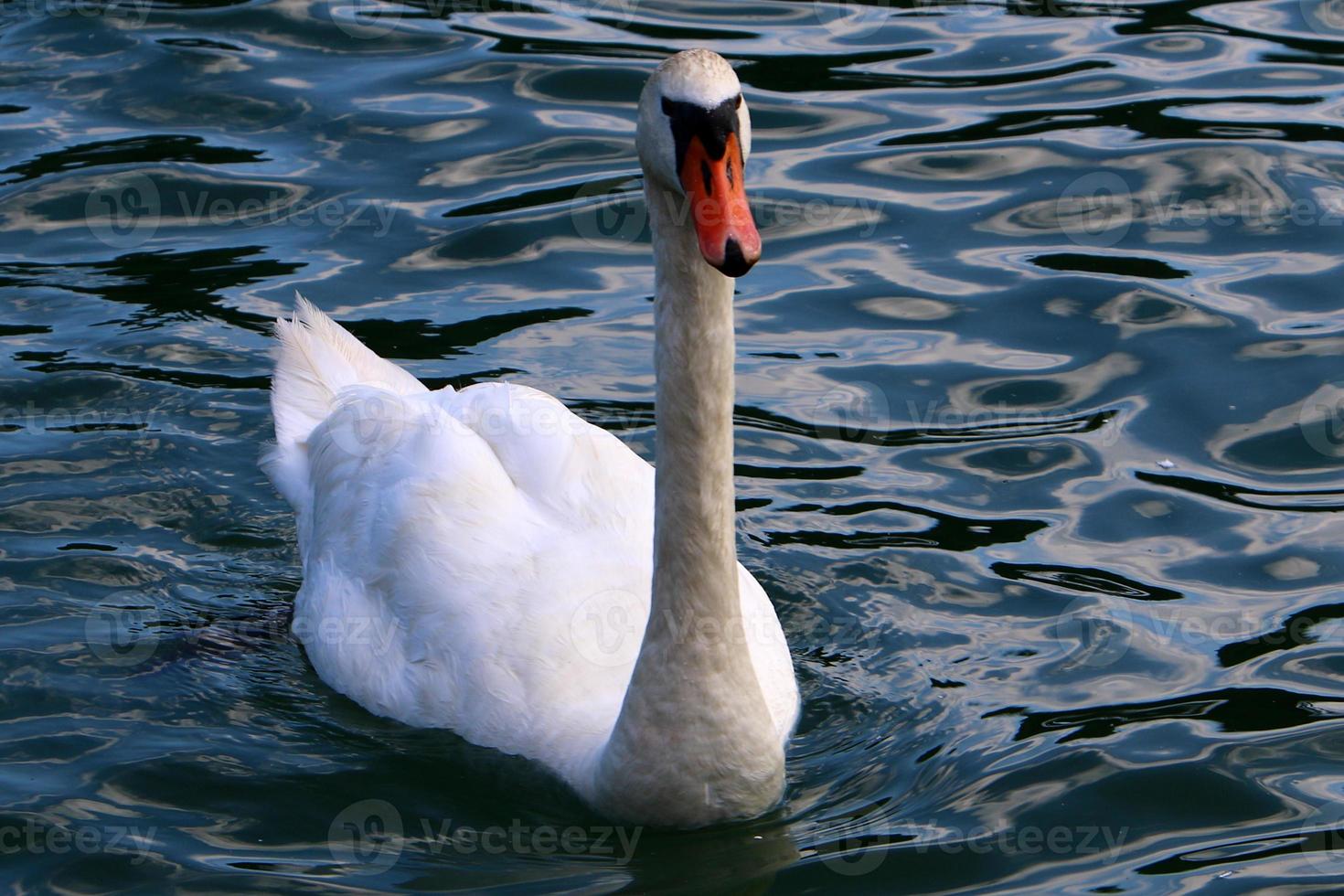 White swan on the lake photo