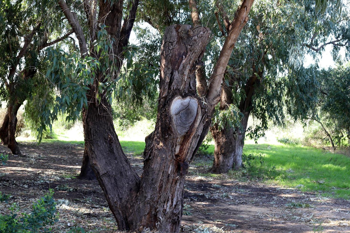 Curved trunk of a tall tree photo