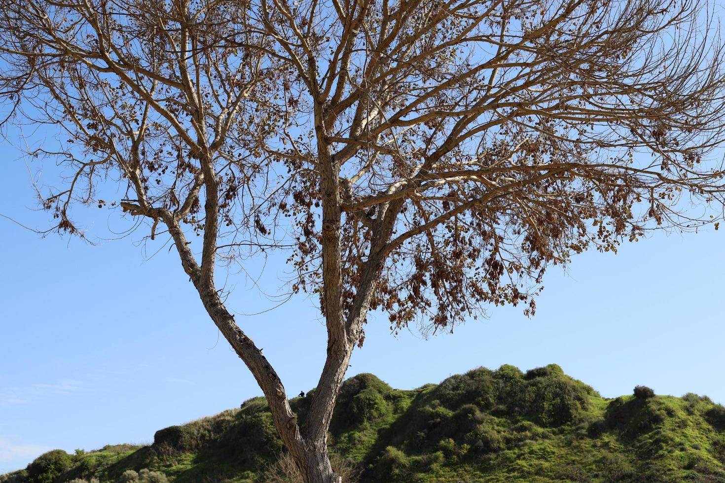 Curved trunk of a tall tree photo