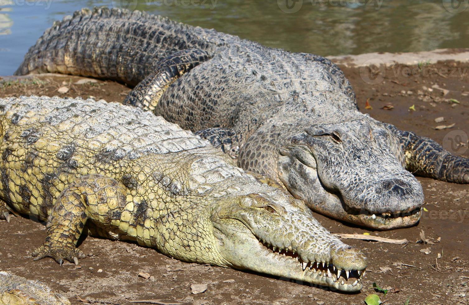 Large crocodiles in the Hamat - Gader nature reserve in northern Israel photo