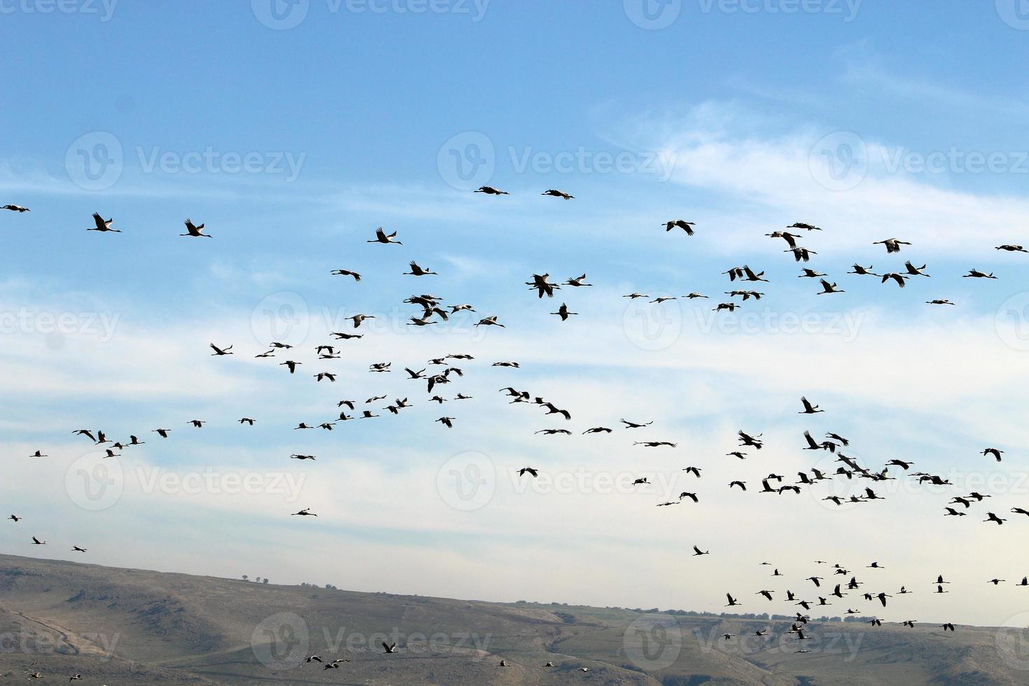 a large flock of cranes flies in the sky photo