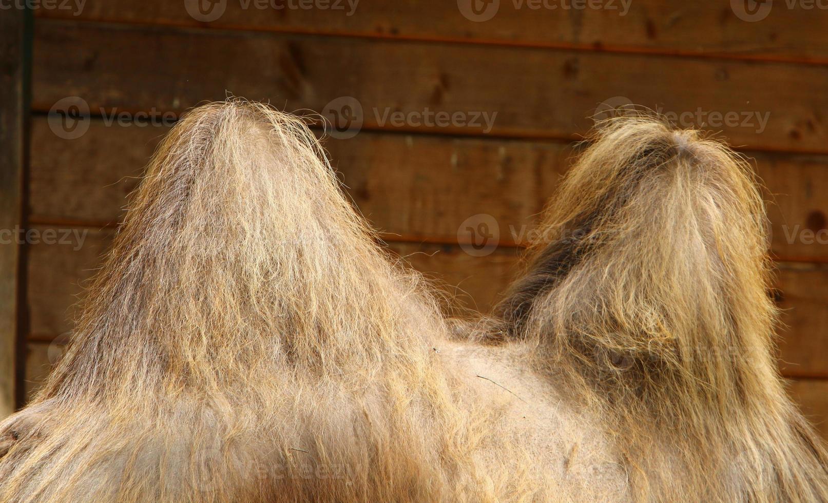 Bactrian camel lives in a zoo photo