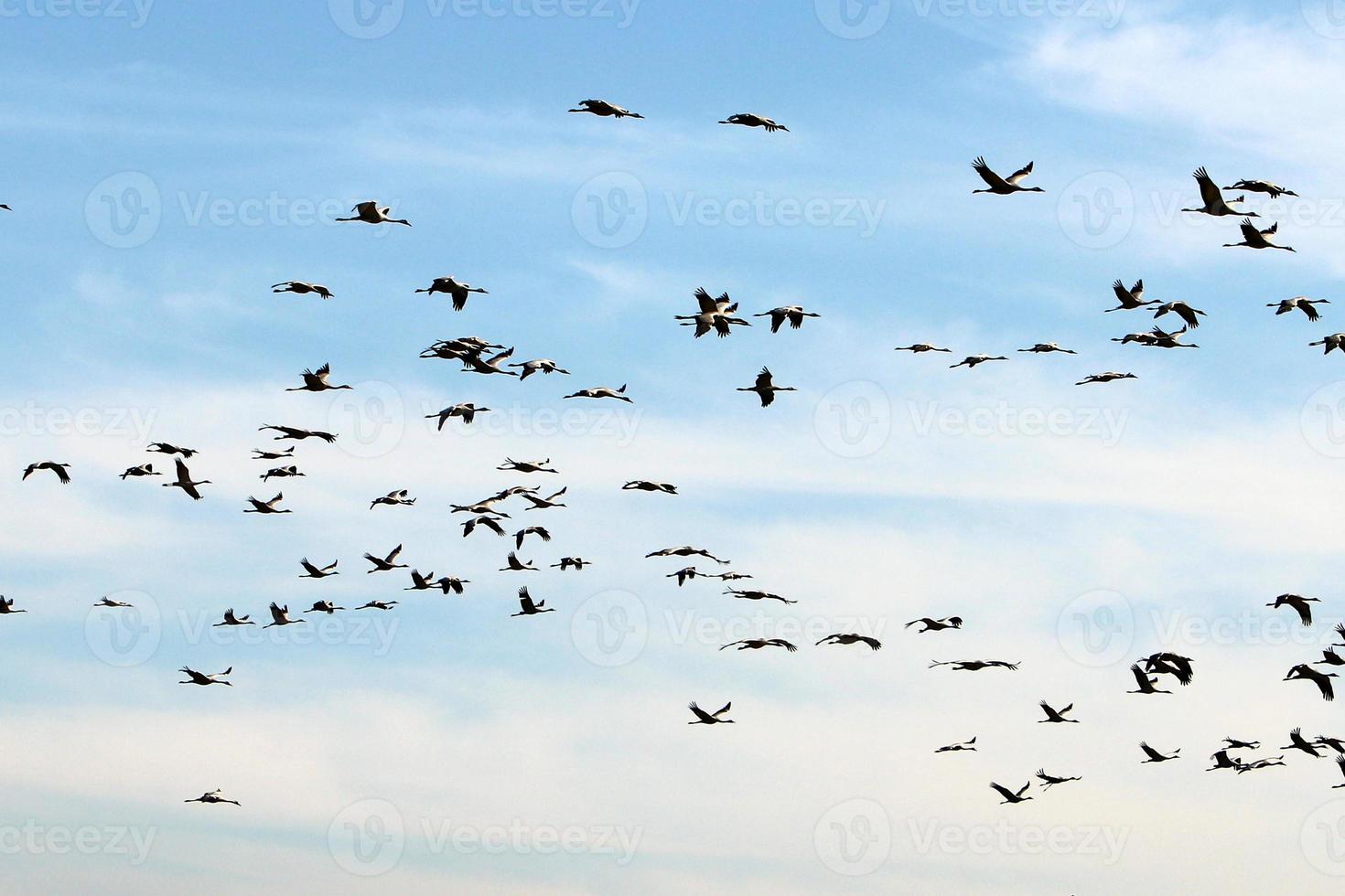 a large flock of cranes flies in the sky photo