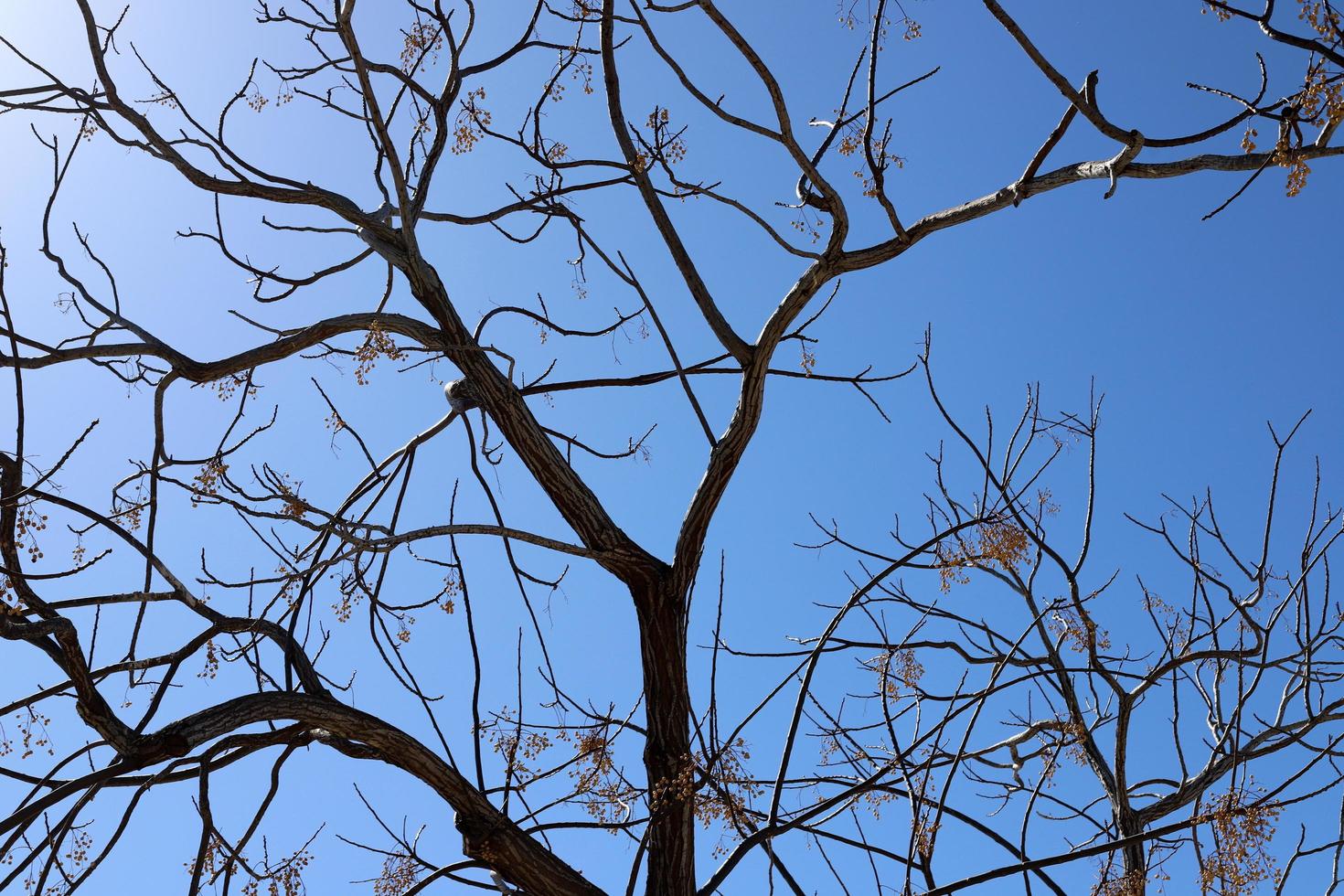 Curved trunk of a tall tree photo