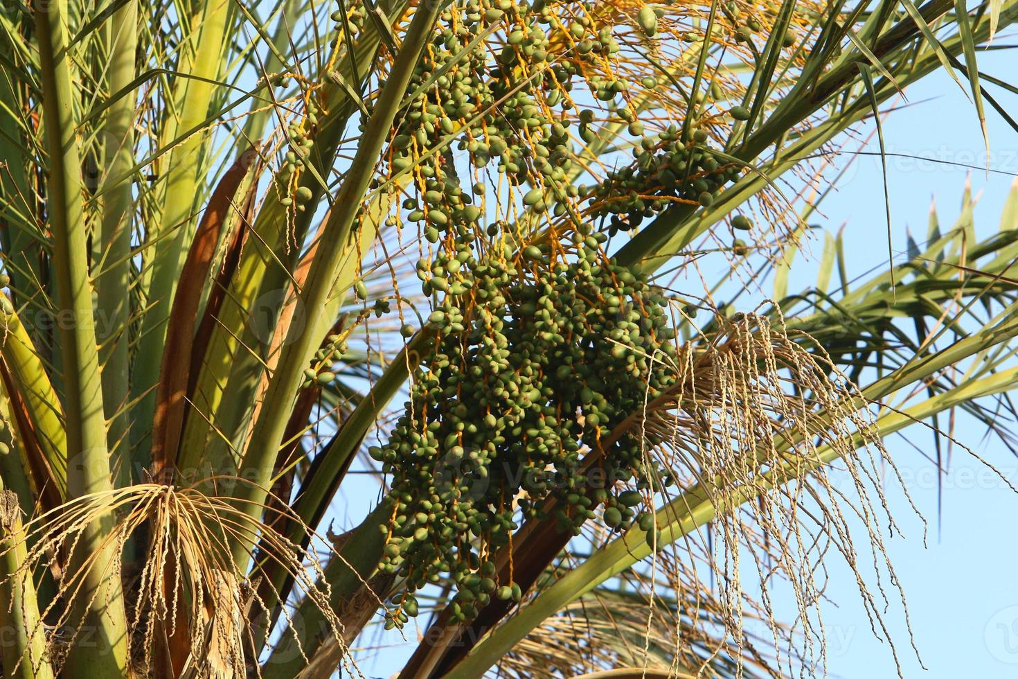 Dates ripen on a tall palm tree photo