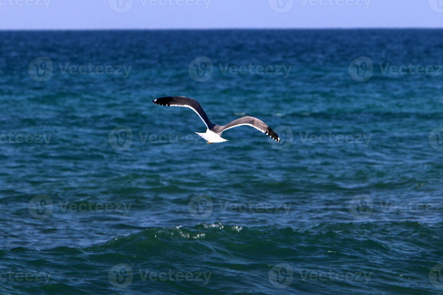 birds fly over the mediterranean sea photo