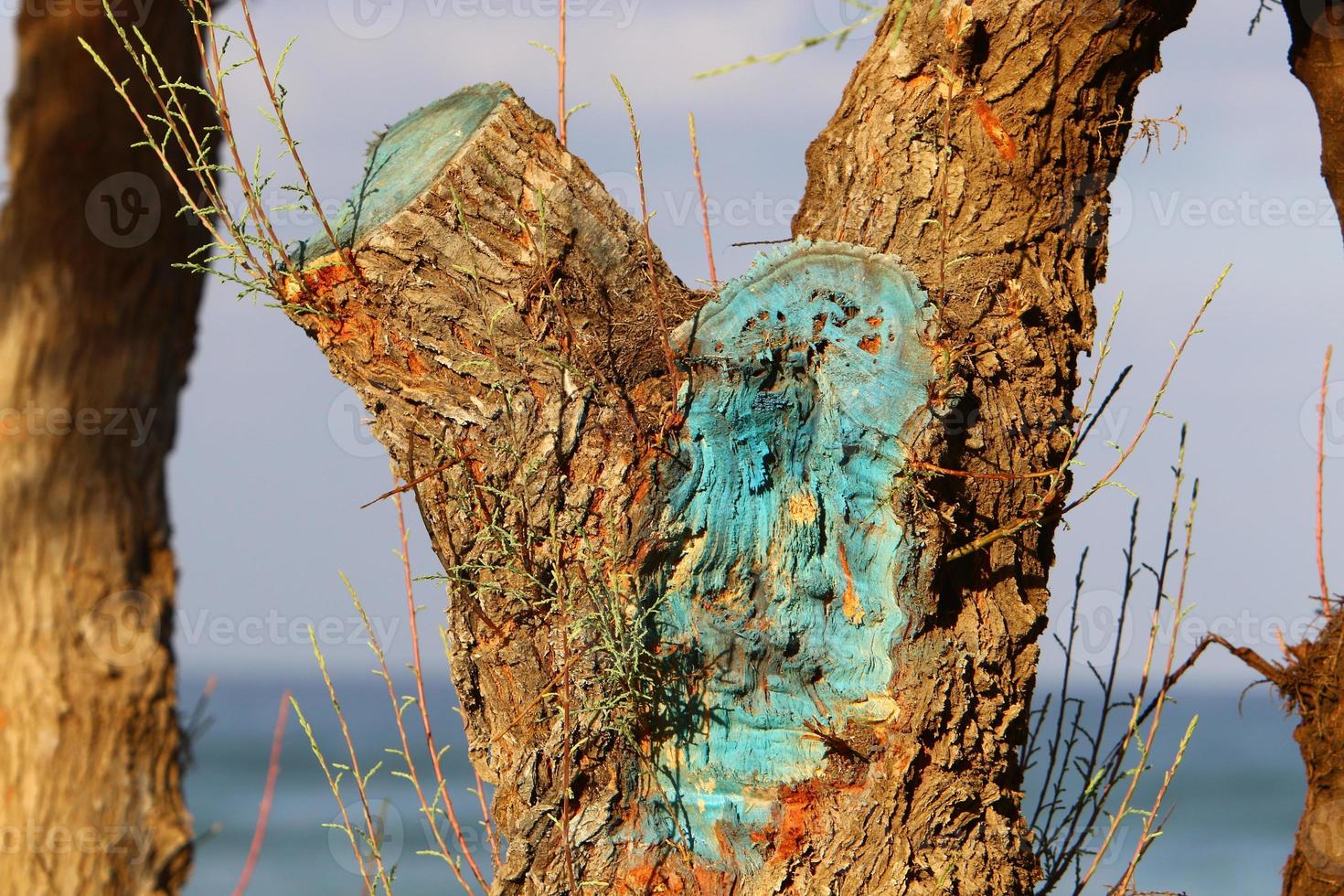 Color and texture of tree bark photo