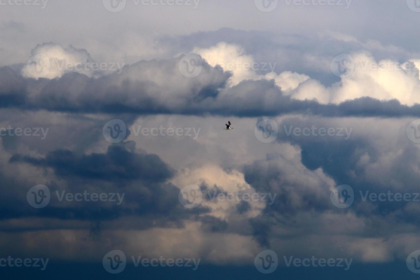 birds fly over the mediterranean sea photo