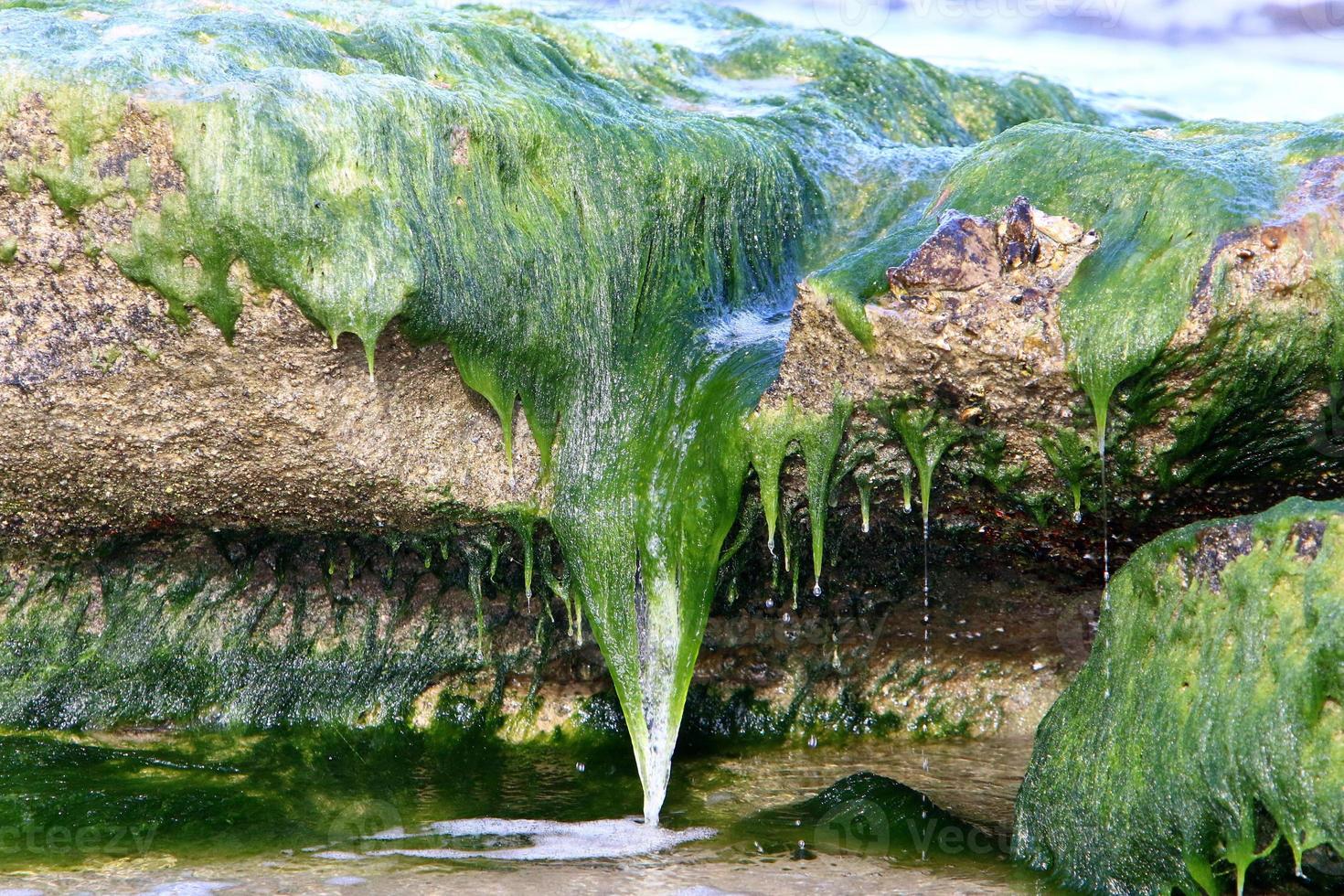 Green algae on the Mediterranean coast photo