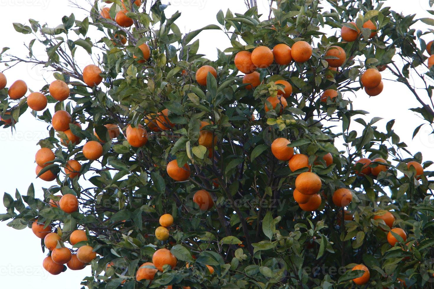 Rich harvest of citrus fruits in the collective farm garden 9223951 Stock Photo at Vecteezy