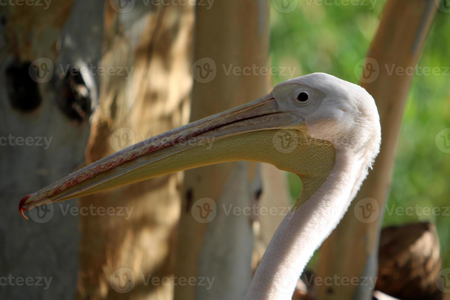 Big white pelican on the seashore photo