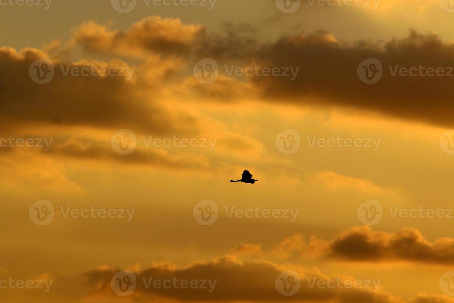 a large flock of cranes flies in the sky photo