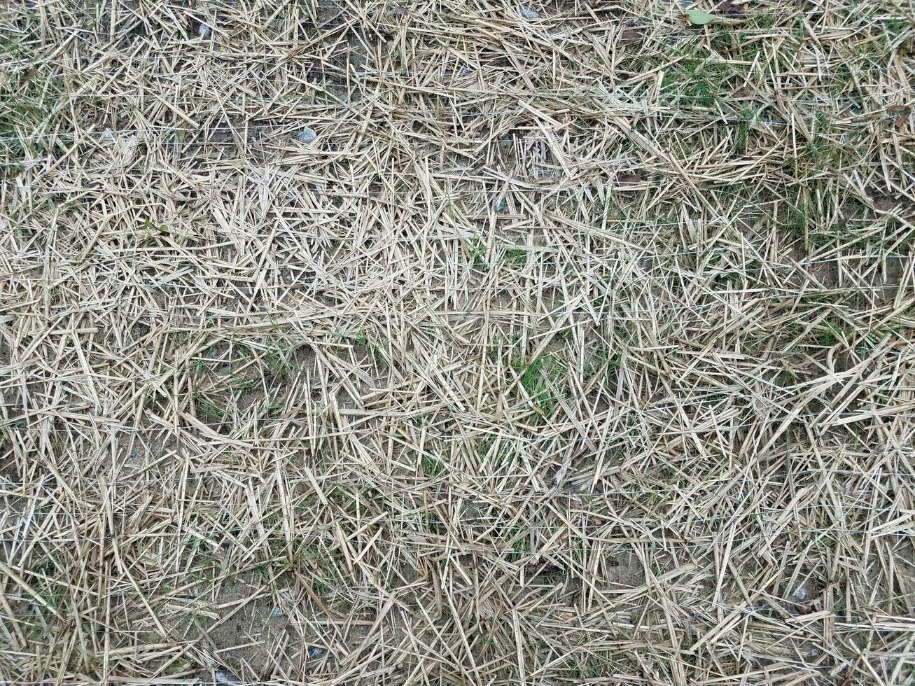 dry hay or grass on ground with landscaping fabric photo