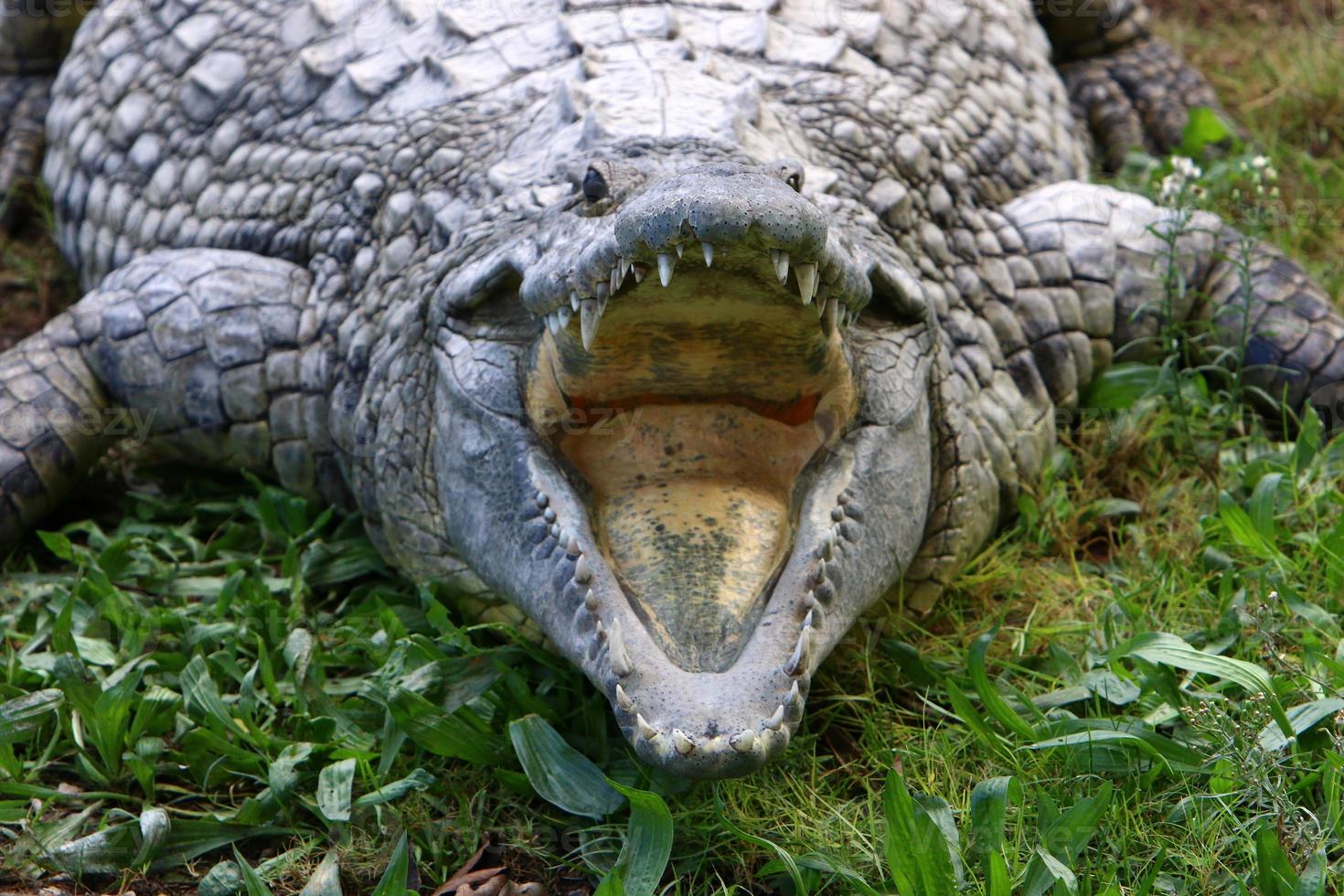 Large crocodiles in the Hamat - Gader nature reserve in northern Israel photo