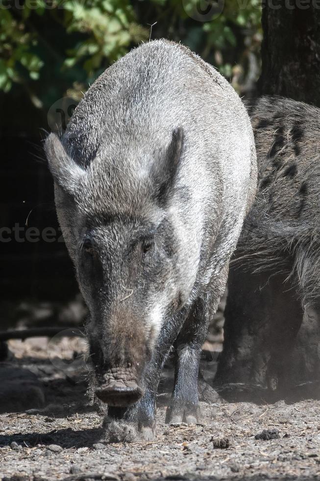 wild boar pig photo