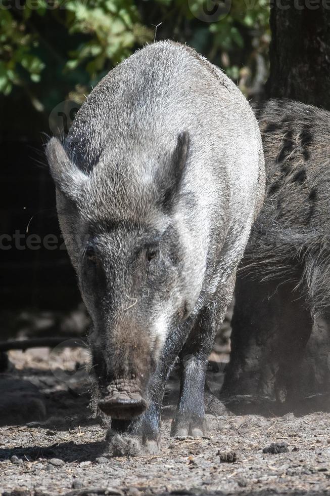 cerdo jabalí foto