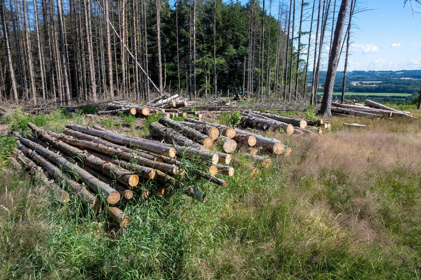 trees in the forest photo