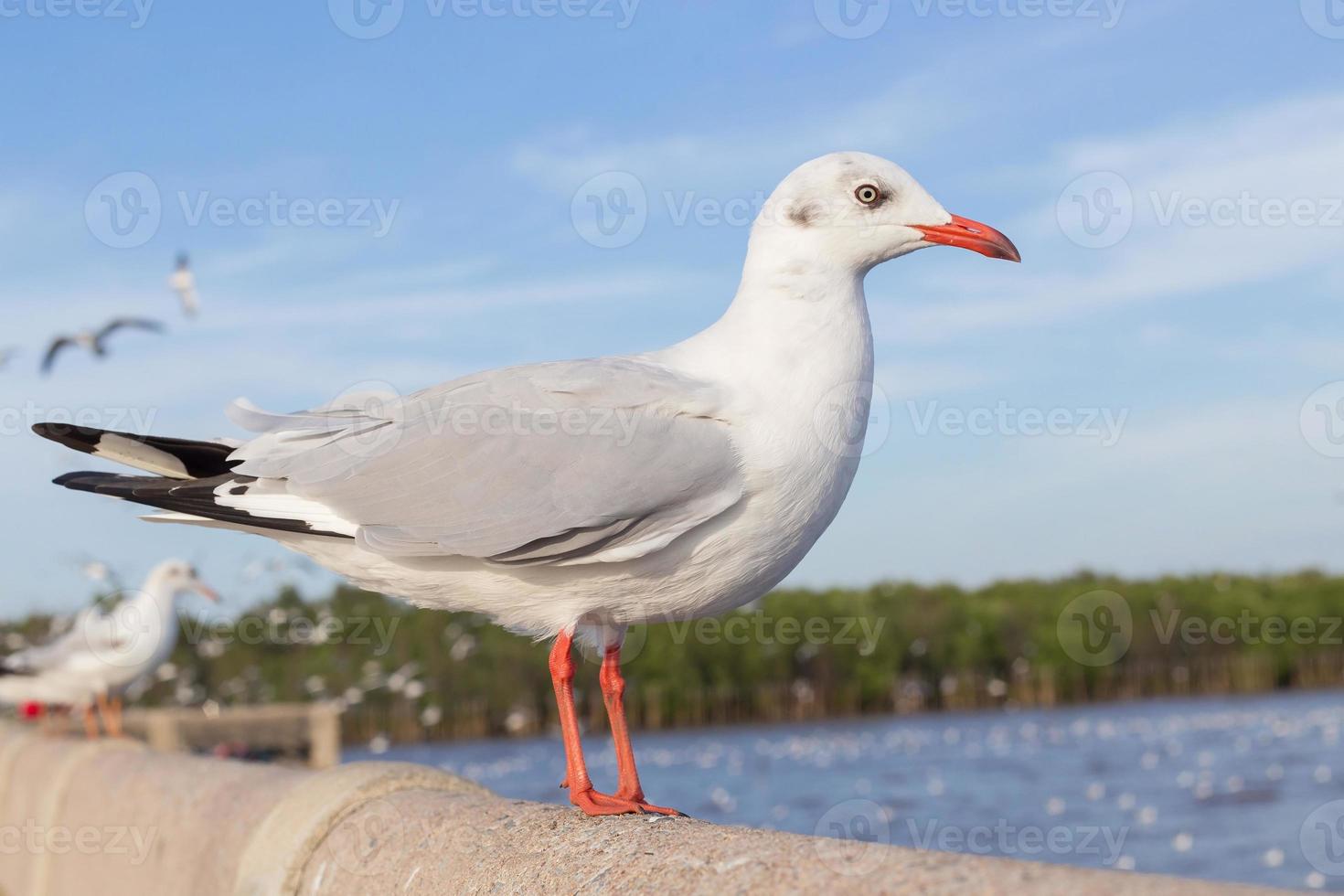 cierra una gaviota en el fondo del bosque de manglares. foto