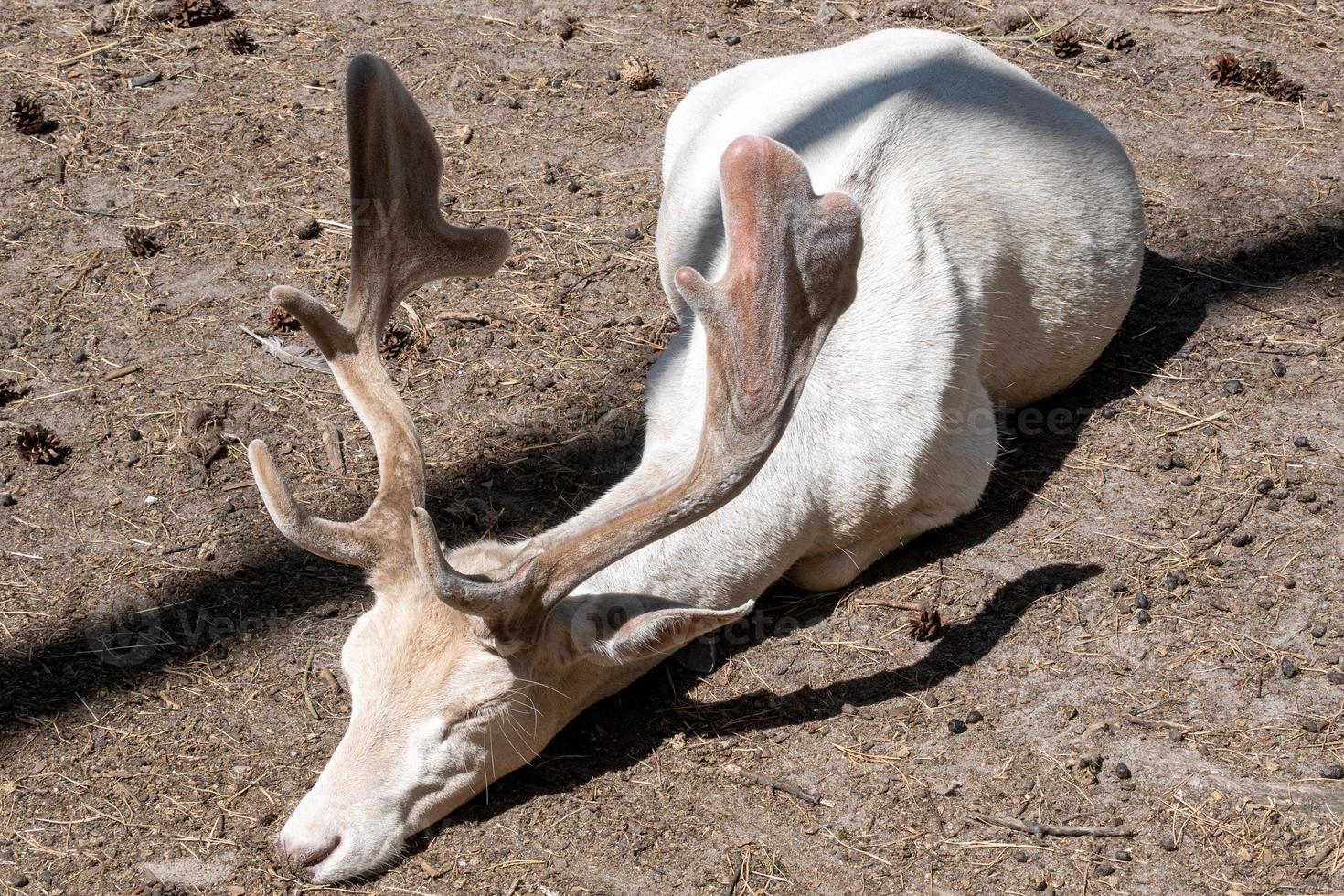 deer in the sun on brown ground photo