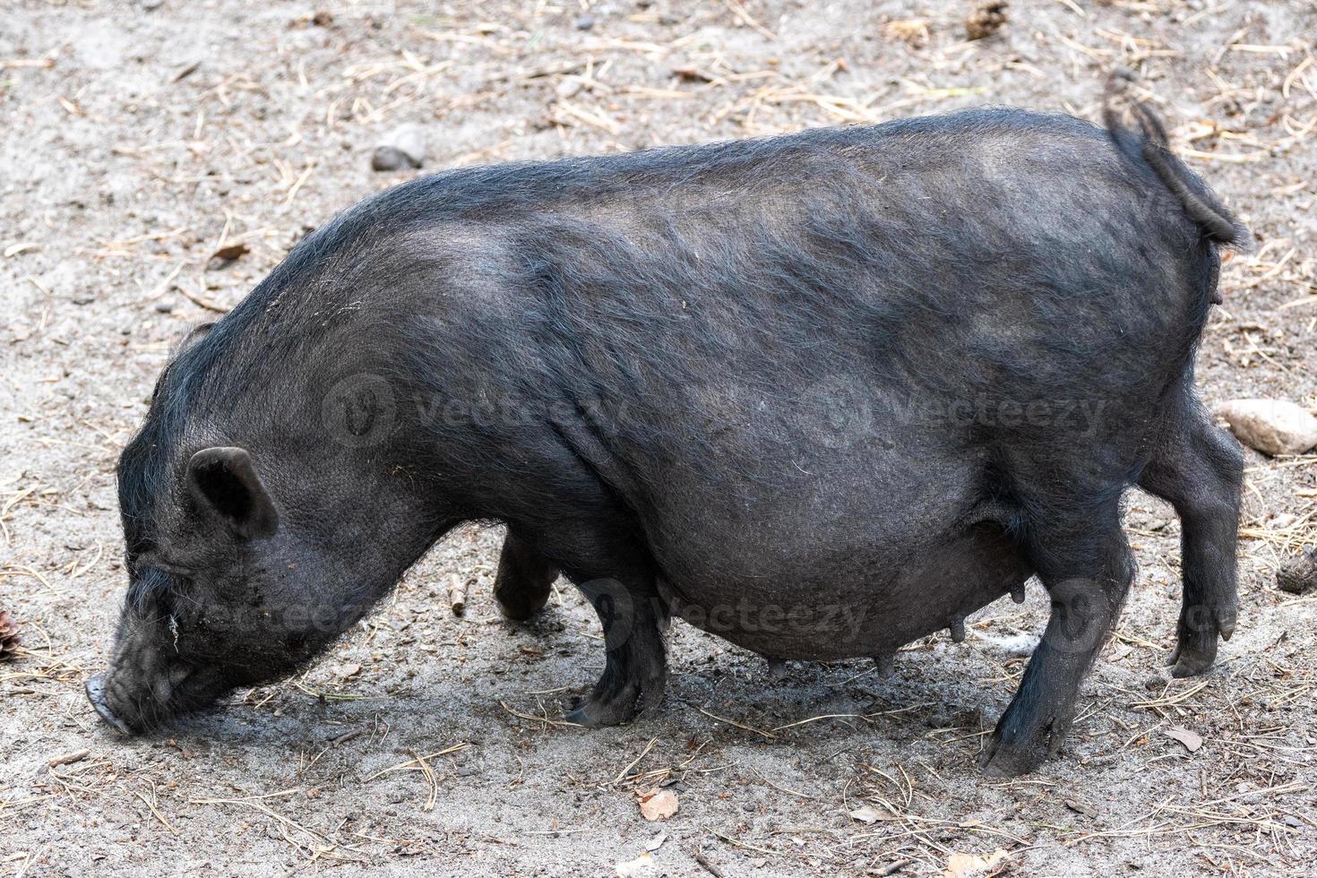 Pot-bellied pig in the sun photo