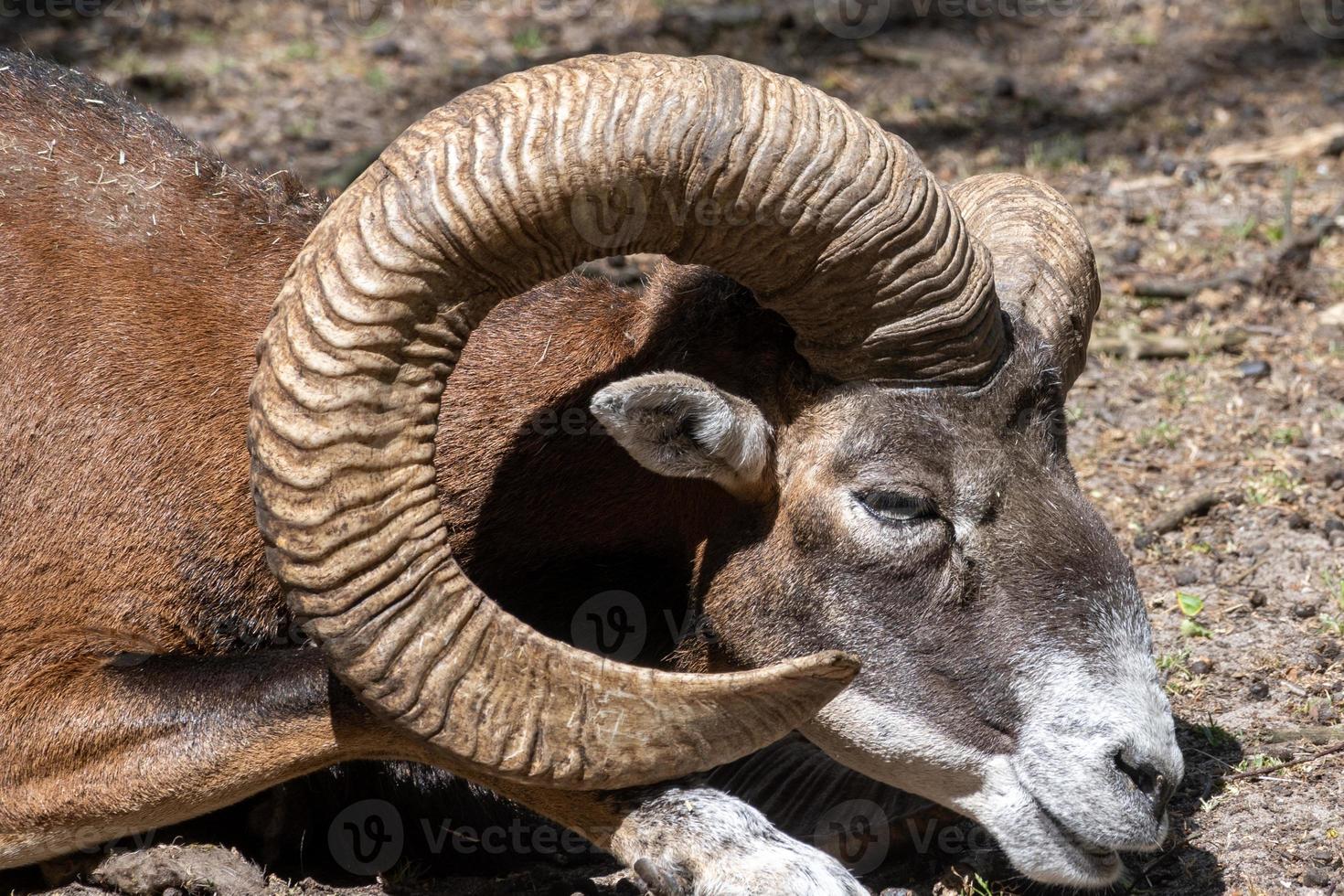 mountain goat on the ground photo