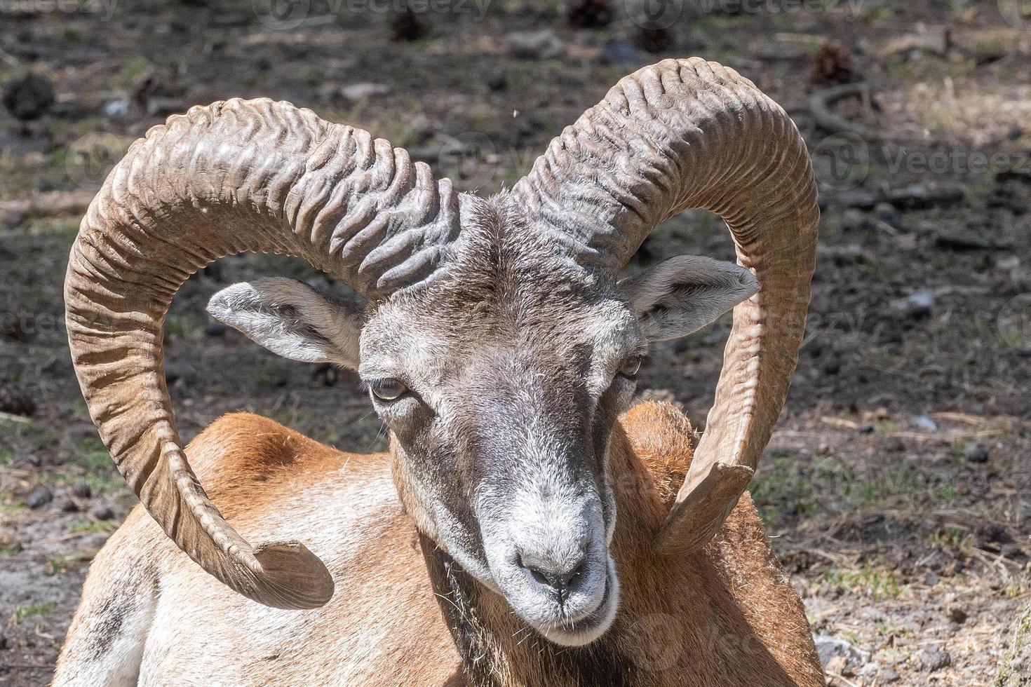 mountain goat on the ground photo