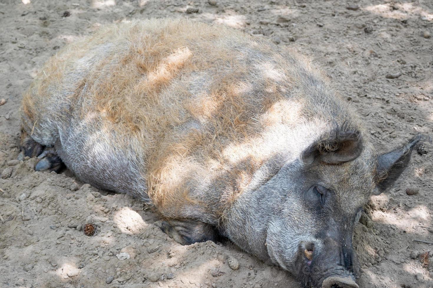 wild boar in the mud photo