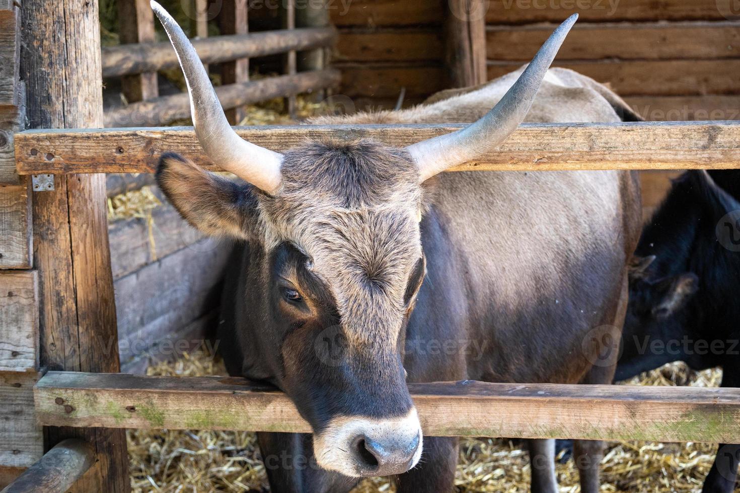 portrait of a bull photo