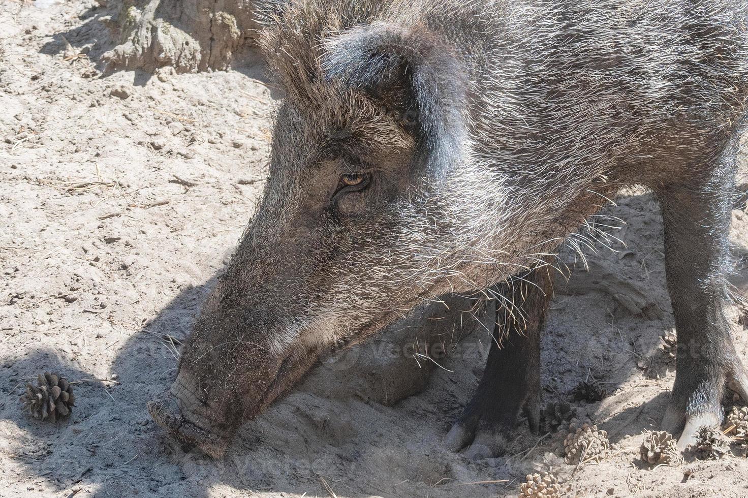 wild boar pig photo