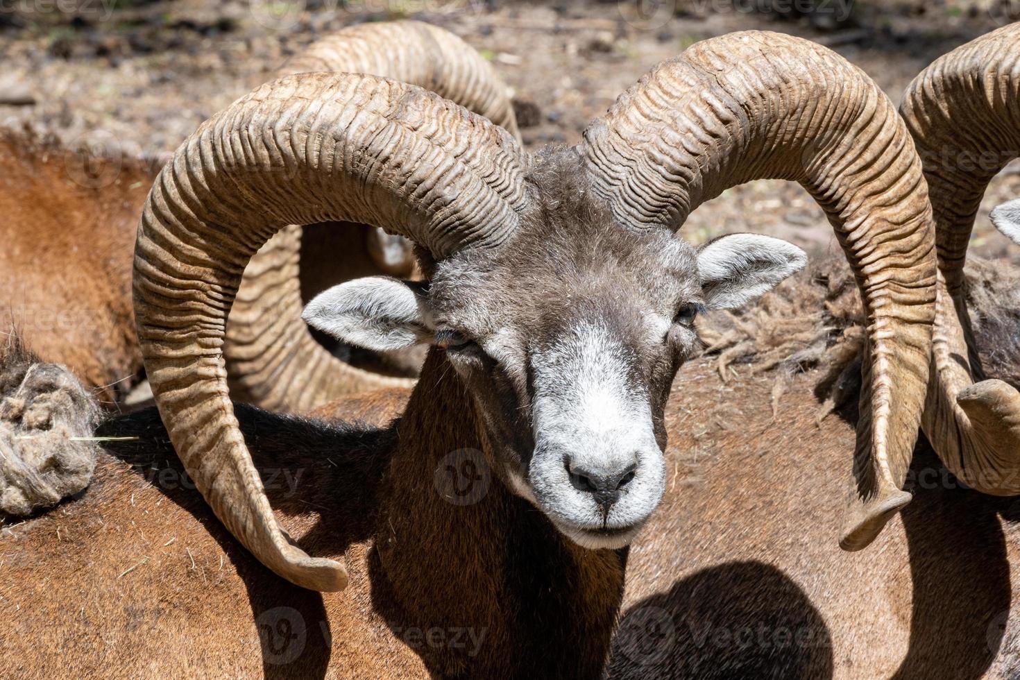 mountain goat on the ground photo