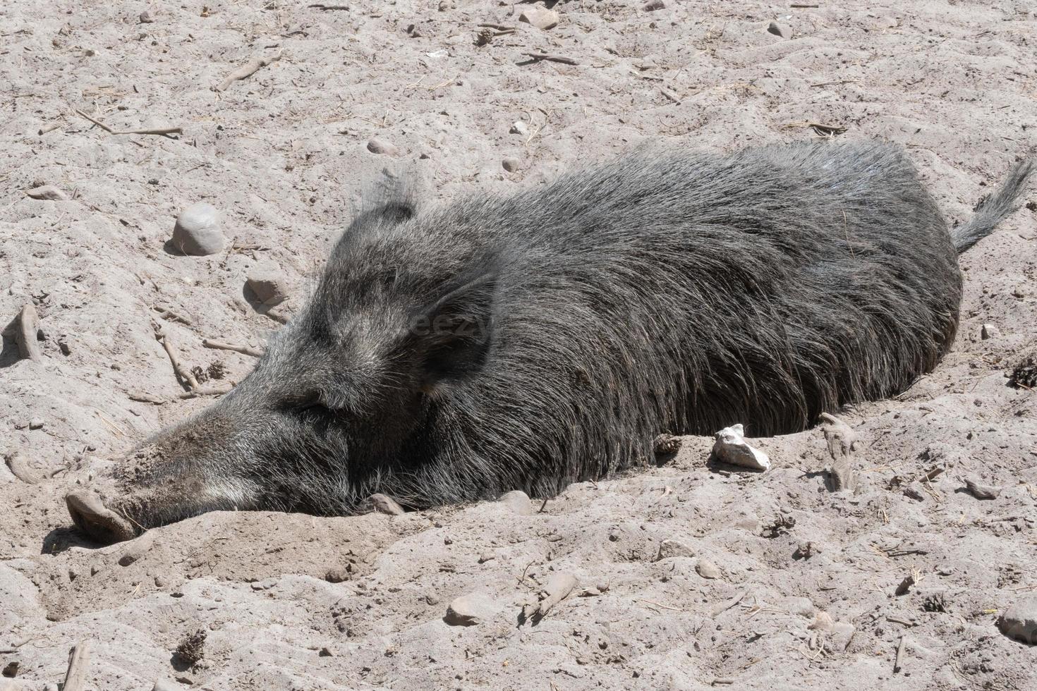 wild boar pig photo