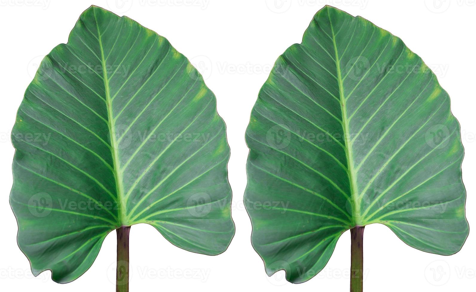 Green leave Xanthosona set isolate on white background photo