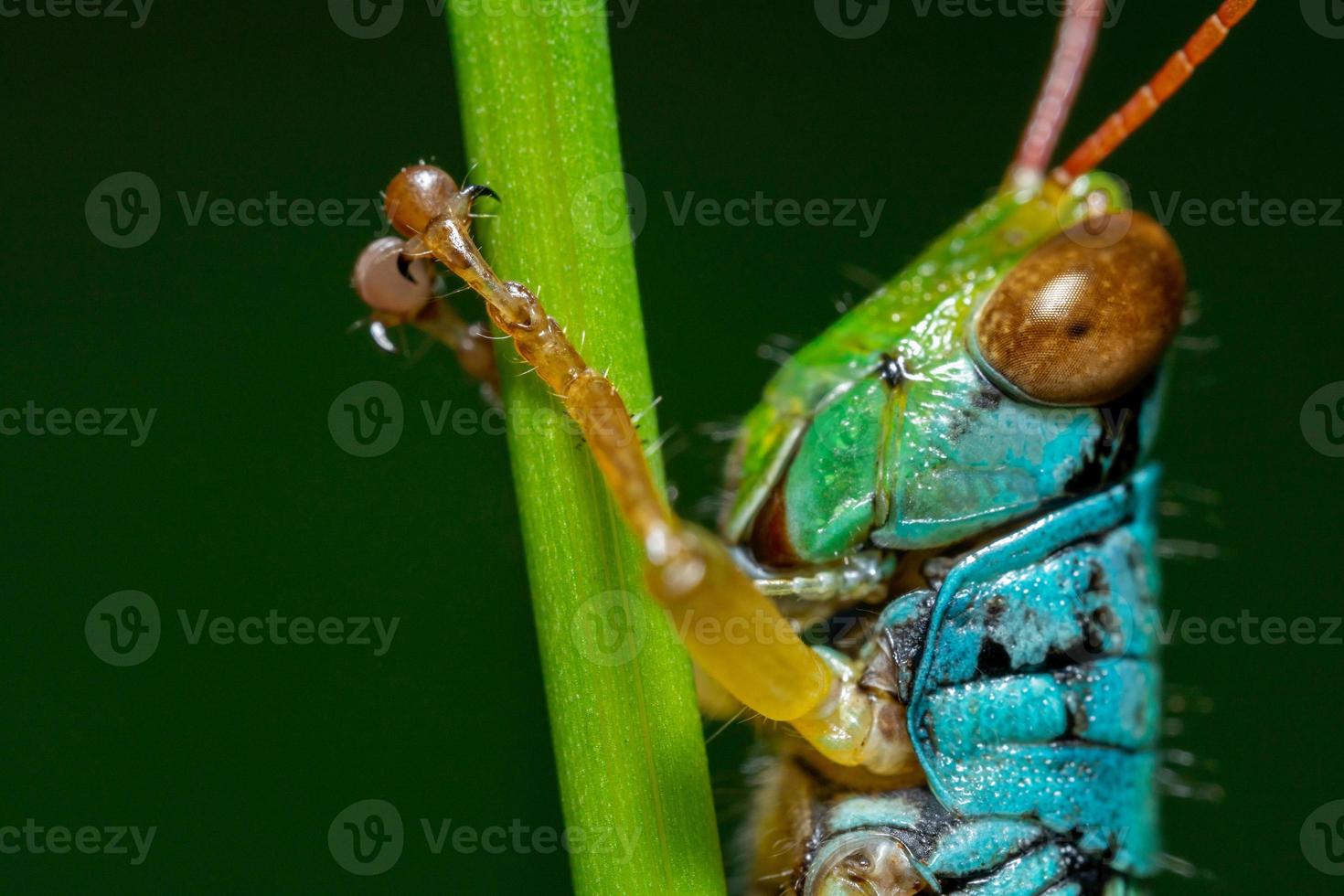Macro photo of grasshoppers in the wild
