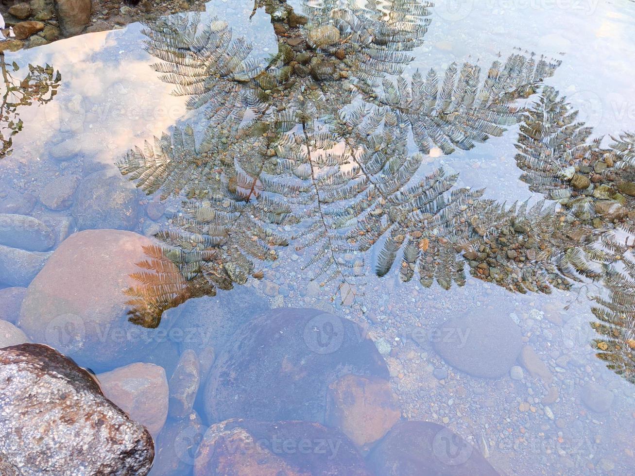 the reflection of the tree looks beautiful in the water photo