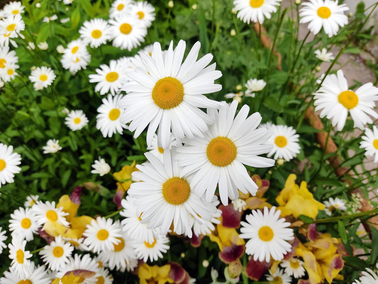 Garden white daisies on a green background. Daisies in summer in sunny weather. photo
