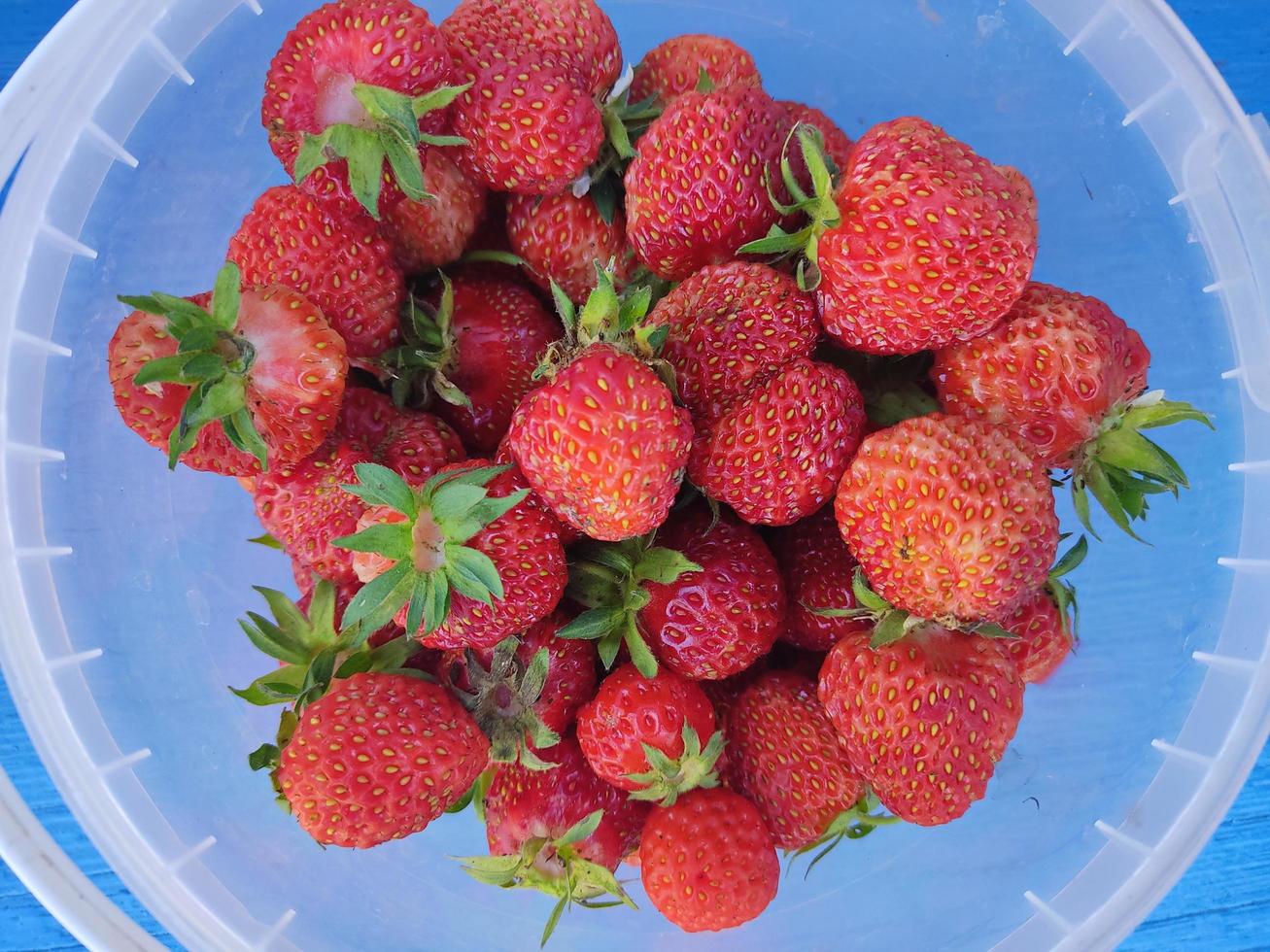 cubo lleno de fresas recién recogidas sobre una mesa azul. foto