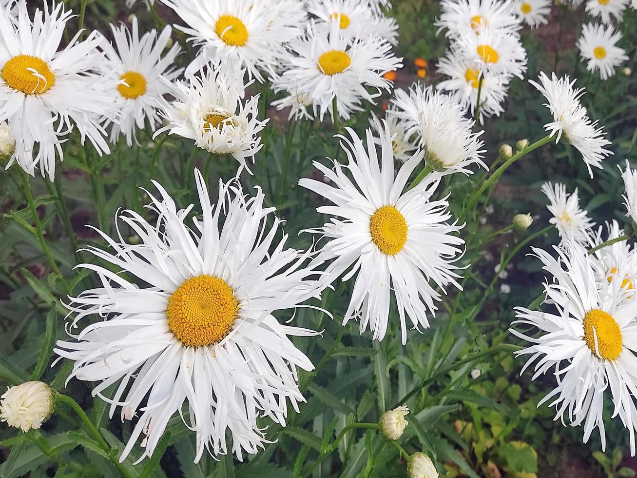 Garden white daisies on a green background. Daisies in summer in sunny weather. photo