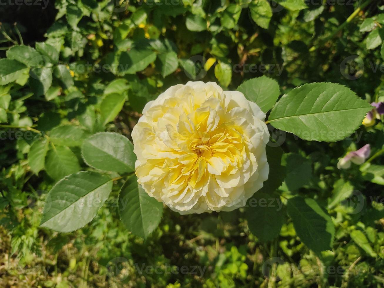 Yellow rose flower in summer garden. Yellow roses with shallow depth of field. photo