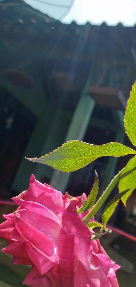 hermosas rosas rosadas que crecen frente a la casa foto